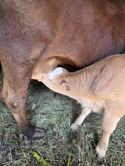 vaca cu vitel de vanzare