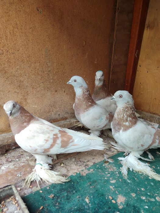 Продам голубей 2025 молодеж
