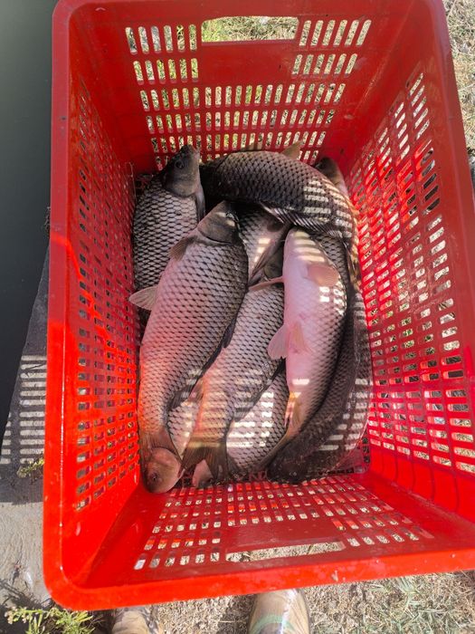 Балик Baliq sazan сазан рыба сотилади sotililadi talstalob Талсталоб