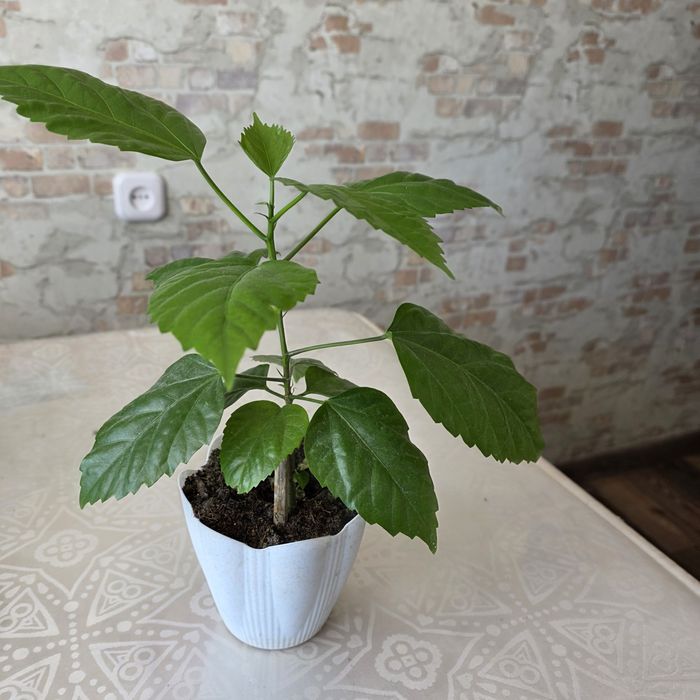 Комнатные цветы разные