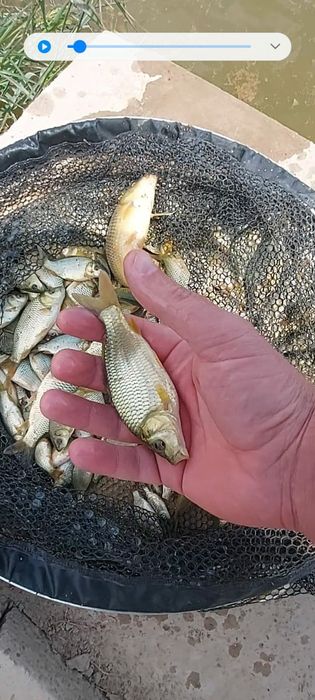 Малёк  карпа сиголетка