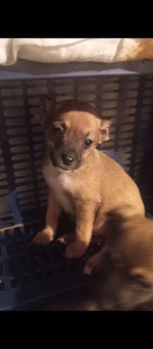 Ищем дом для сладких малышей.