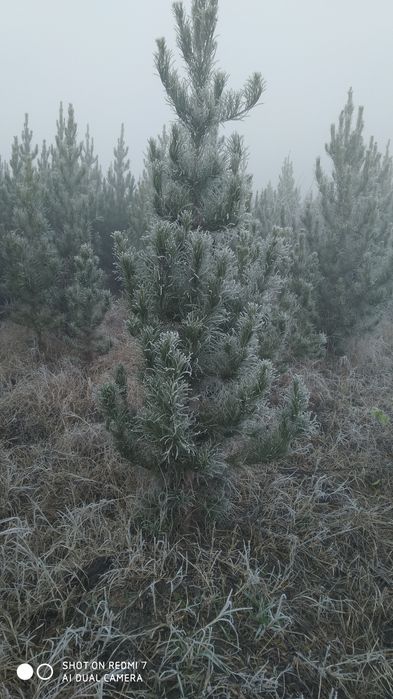 Archa sasna Eldarskiy