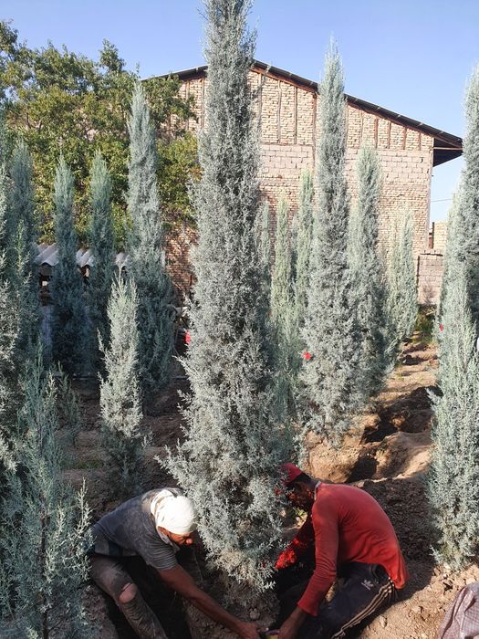 Арча кепарис оптом