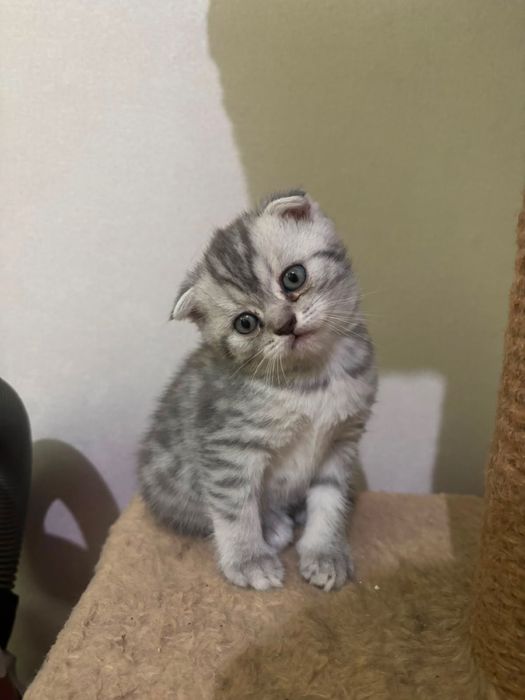 Шотландские котята