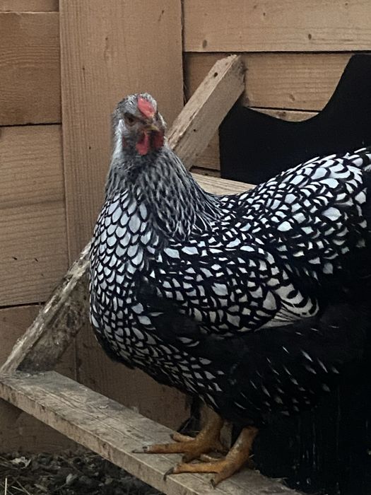 Oua incubat wyandotte