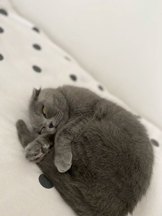 Шотландская кошка