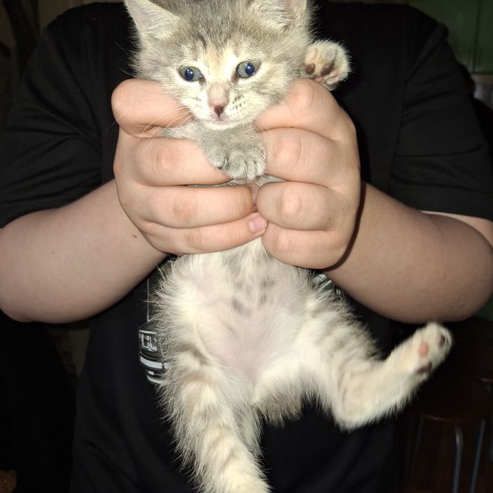 Продам котёнка девочку 1 месяц.