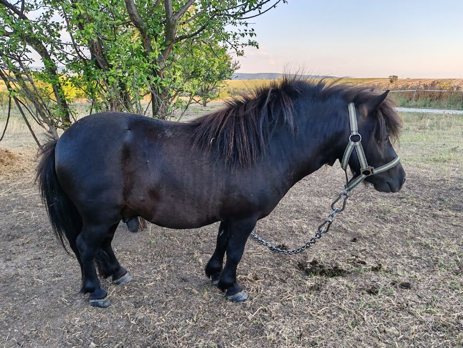 Мини Шотландско пони