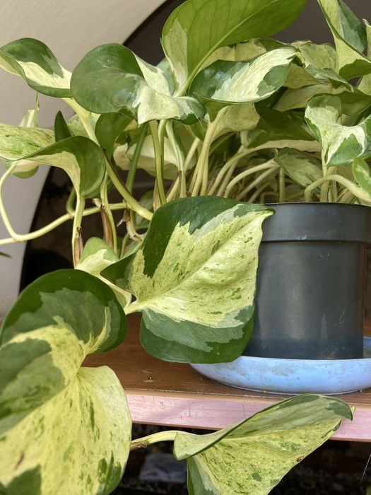 Продам вьющийся сортовой сциндапсус