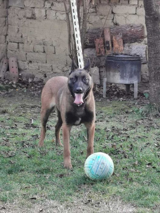 Продавам белгийски овчарки/малиноа