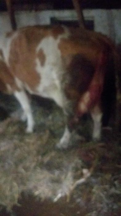 Vaca fatata cu vitel