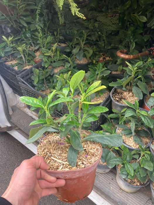 Лавровишна новита