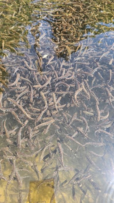 Vând puiet păstrăv fântânel