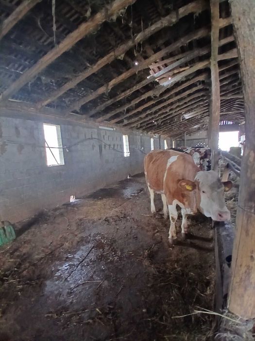 Vand junica la prima fatare