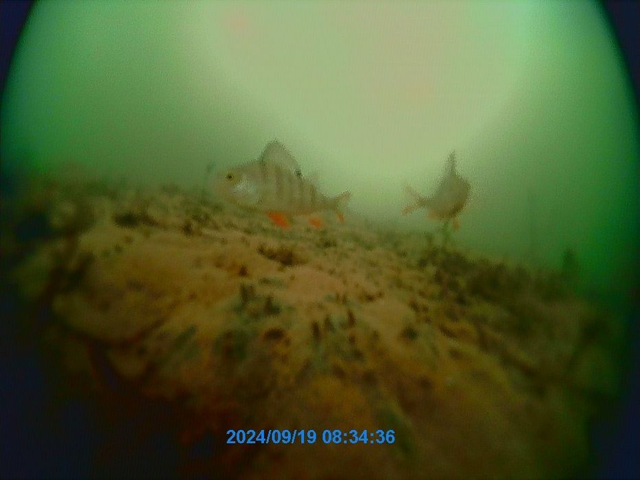 Подводная камера для рыбалки  Nisus Custo Plus.