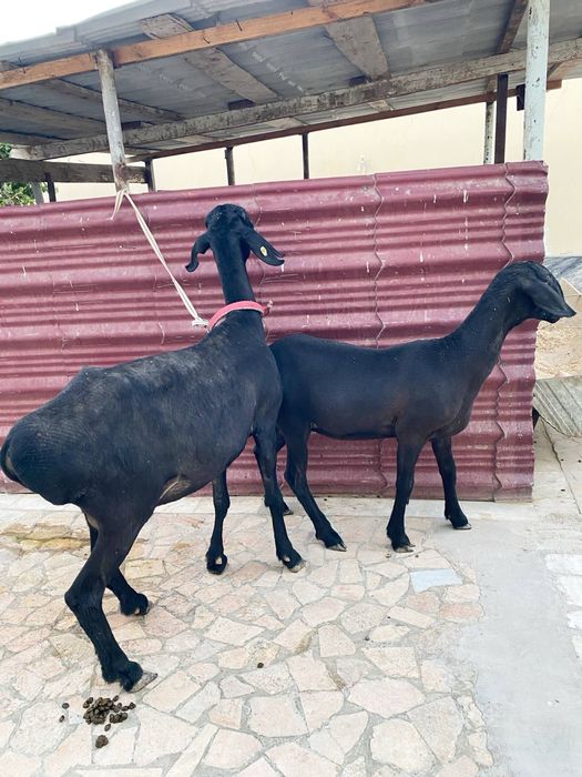 Ona bola qo’y sotiladi