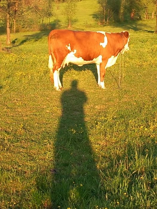 De vînzare vitică de 7 luni bălțată. Și  una de 4 ani a fata de 8 luni