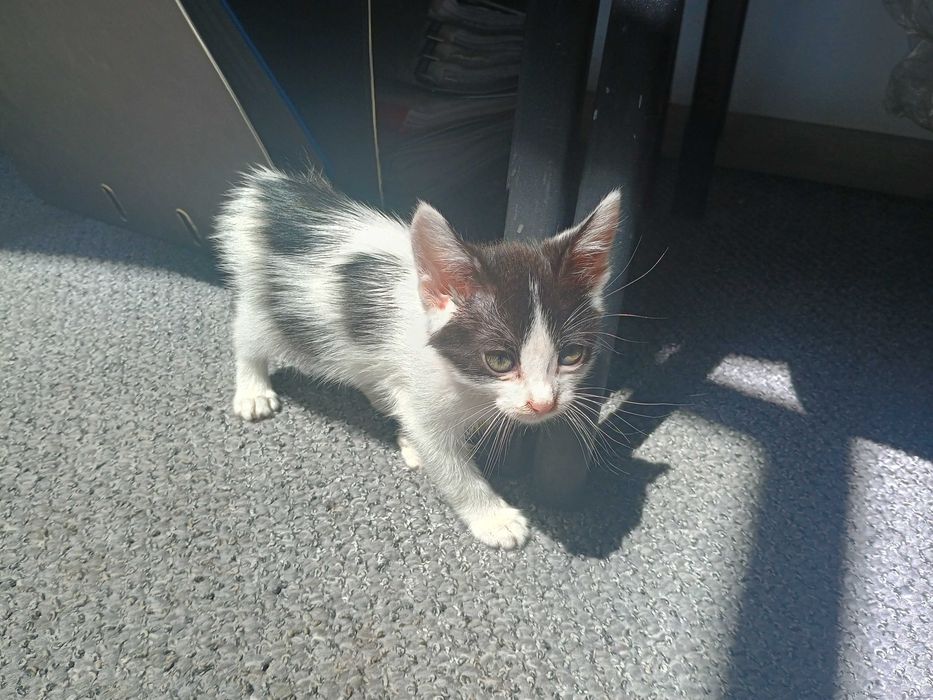 ofer adoptie gratuit 1 baietel pisoi 1 luna