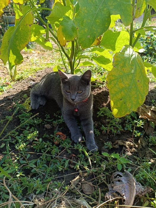 Отдам котёнка в добрые руки