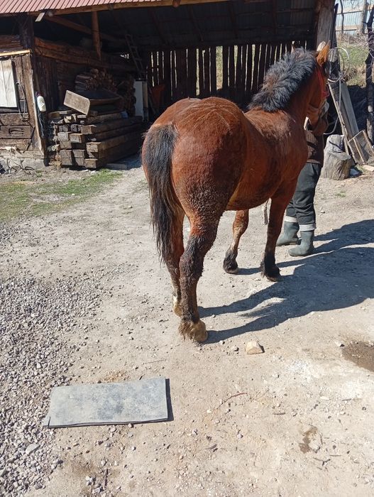 Vând mânz Greu sânge unguresc