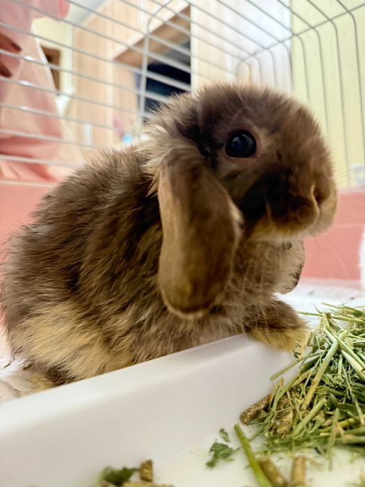 Кролики (нидерландский карликовый кролик) от заводчика, привитые