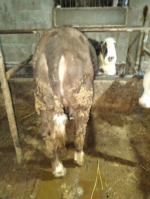 Продам два бычка хорошие