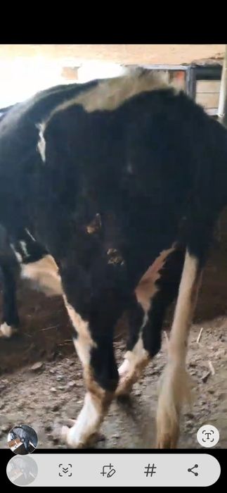 Буаз кашар сатылады