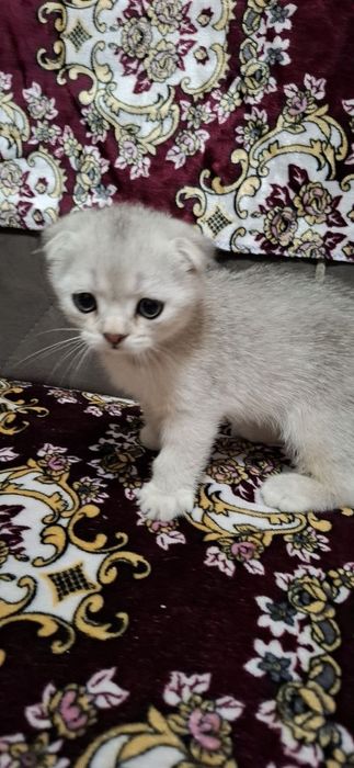 Котята Скоттиш фолд√