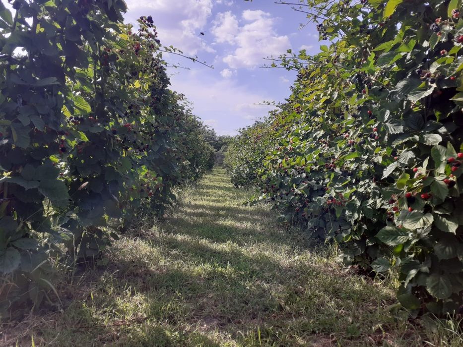 Oportunitate investitie! Teren intravilan Ghercesti