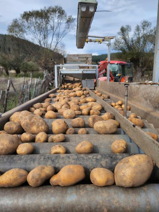 Картофи за семе Сорая клас Б