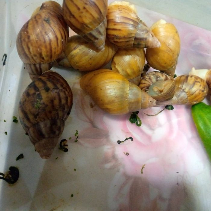 Улиткалар сотилади