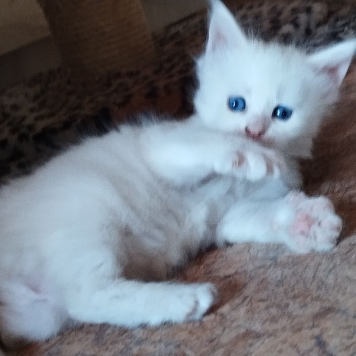 Продам котенка Мейн -куна