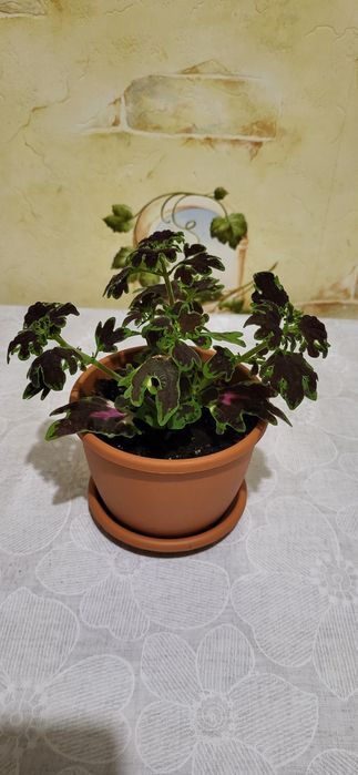 Продам комнатные цветы колеусы