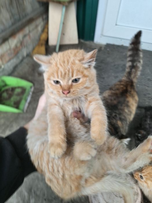 Отдам котят в добрые руки