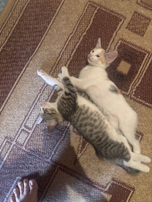 Котят, денежные девчонки