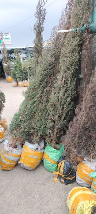 Арчалар сотилади