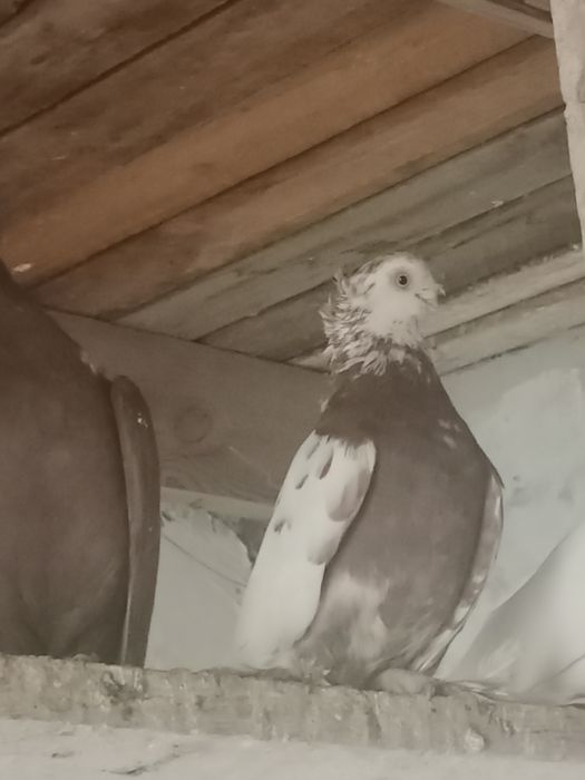 Голуби, Каптар, Кабутар