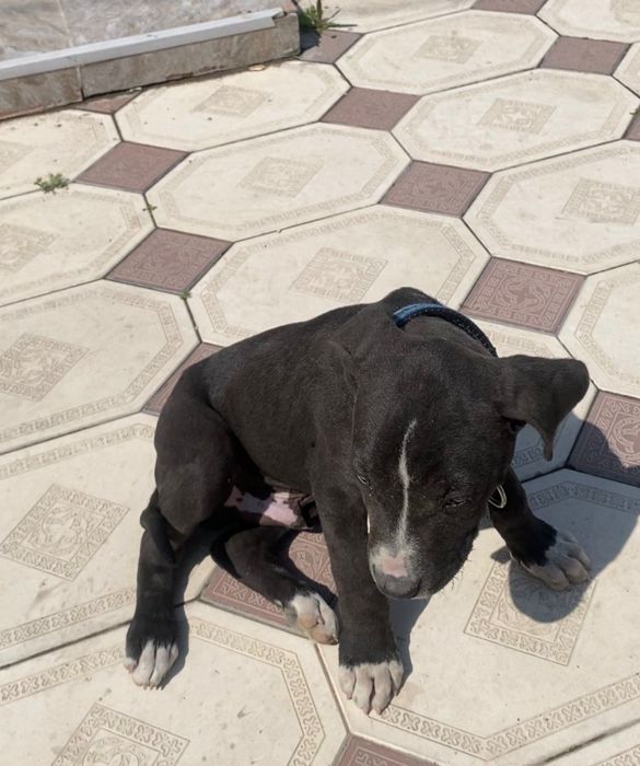 Кубинский питбуль