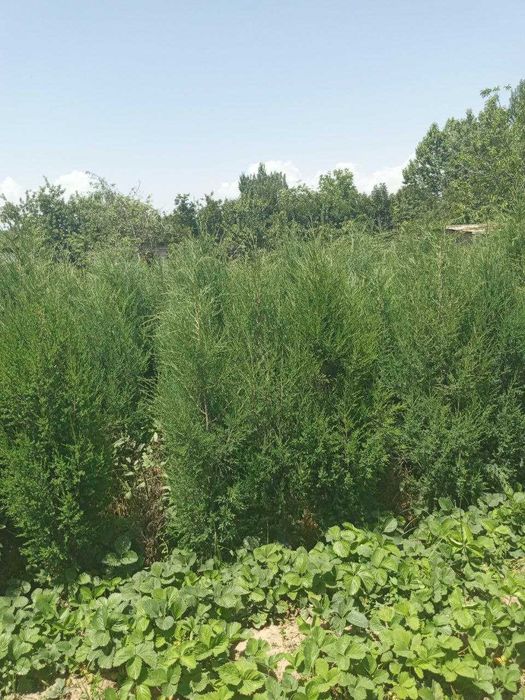 Можжевельник кучатлари сотилади