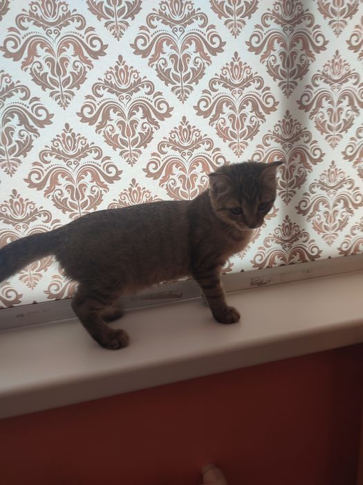 Отдам котенка девочка вместе с лотком