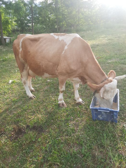 Vaca de vanzare baltata