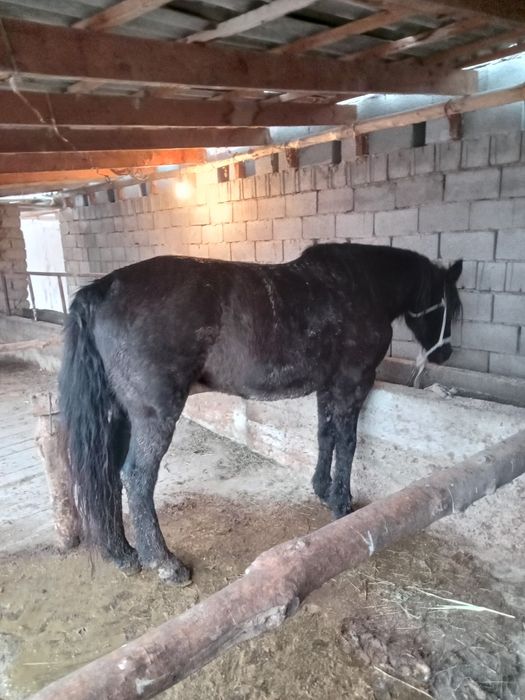 Жылғы бие согым сатылады