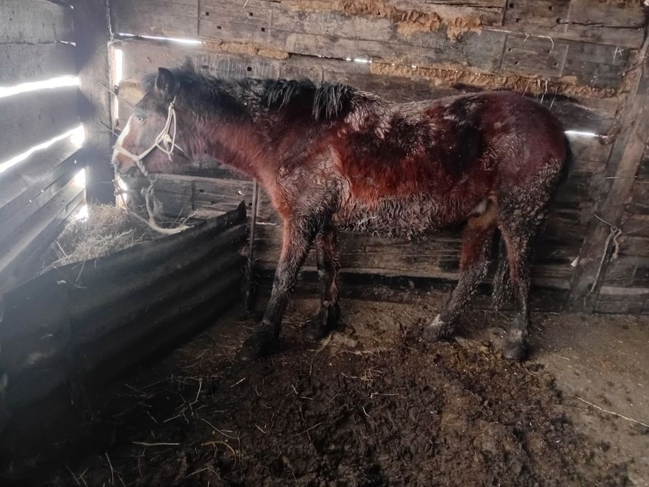 Еркек бордақы малдар