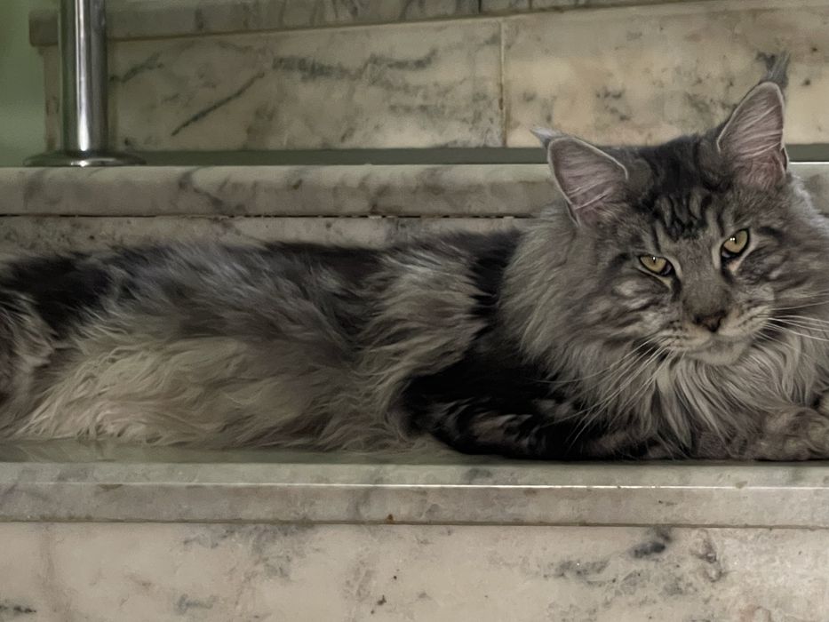 Вязка Мейн Кун с документами