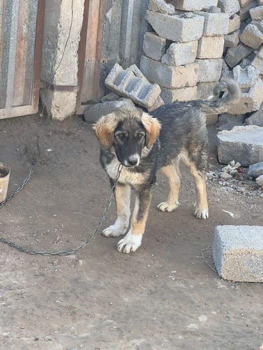 Еркек күшік сатылады