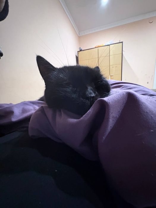 Отдам кошку в добрые руки