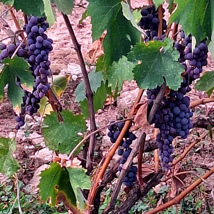 Продава се Парцел в с. Кръстевич, Област Пловдив - 850 кв.м за 16 €/кв.м - Снимка #5