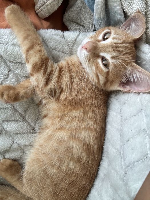 Отдам в добрые руки котенка