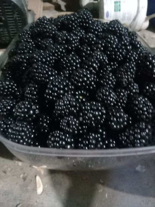 Ежамалина 800 тенге